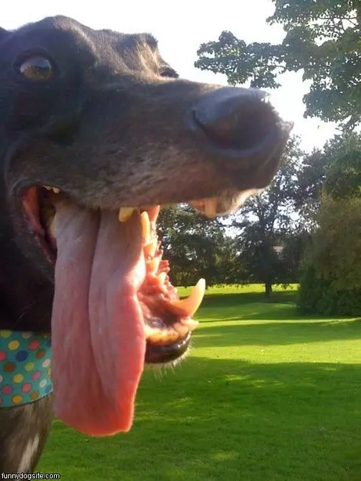 Huge Tongue