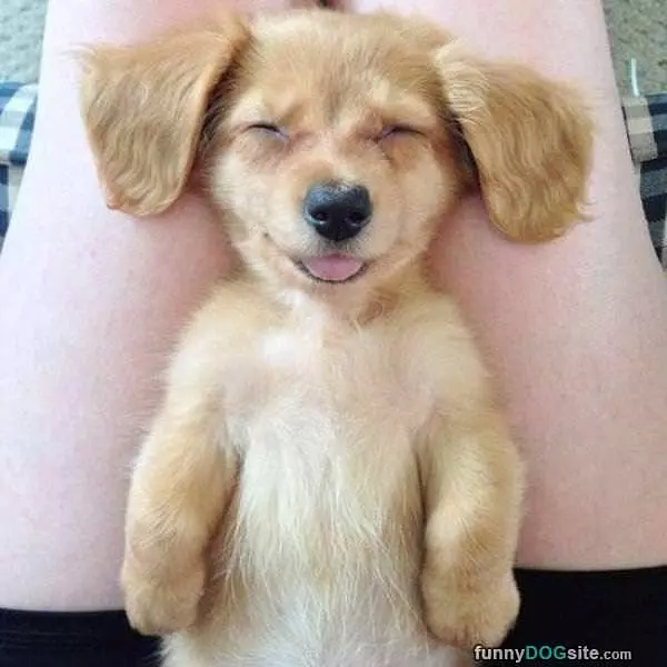 This Puppy Is So Sleepy