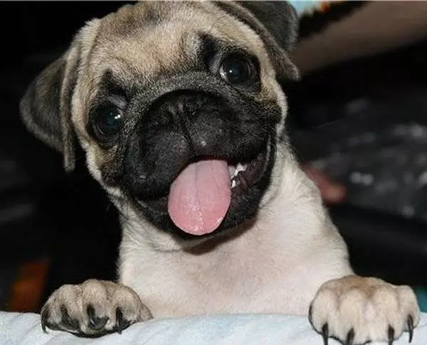 Cute Face