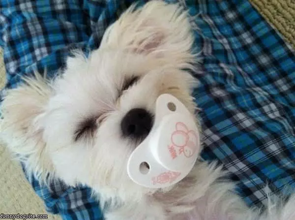 Cute Baby Sleeping