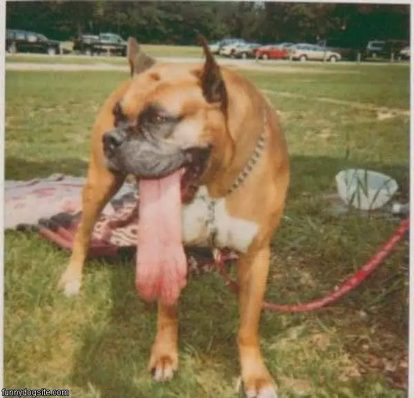 Long Tongue