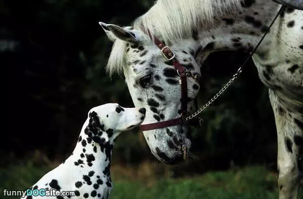 See Spot