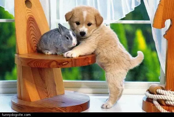 Tiny Pup With Tiny Bunny