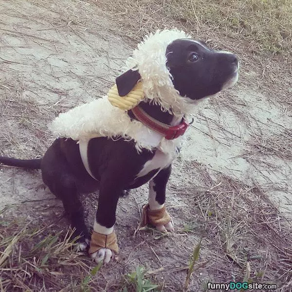 Woofy Woof