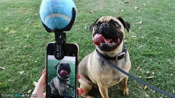 How To Get The Dogs Attention