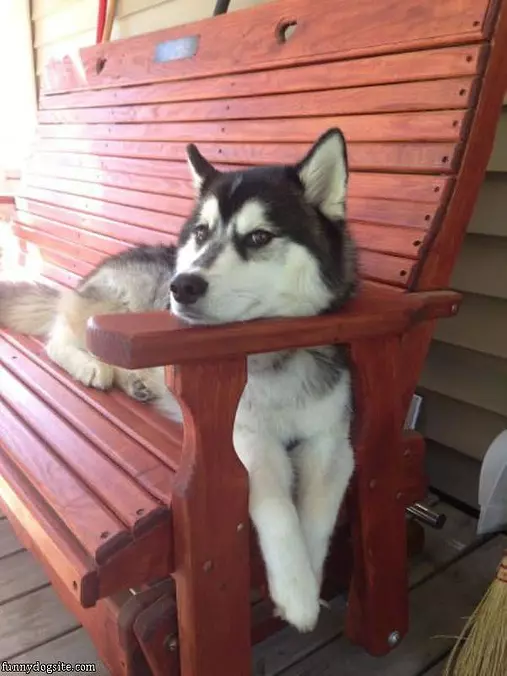 This Dog Relaxing