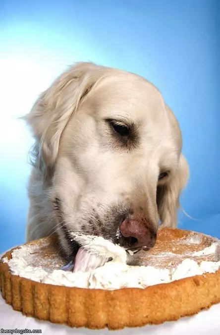 This Cake Is Delicious