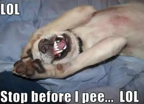Lol You Funny