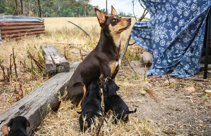 Australian Kelpie Gallery