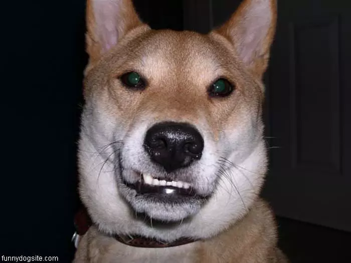 Smiley The Dog