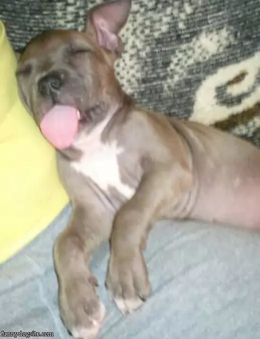 Dreaming Of Treats