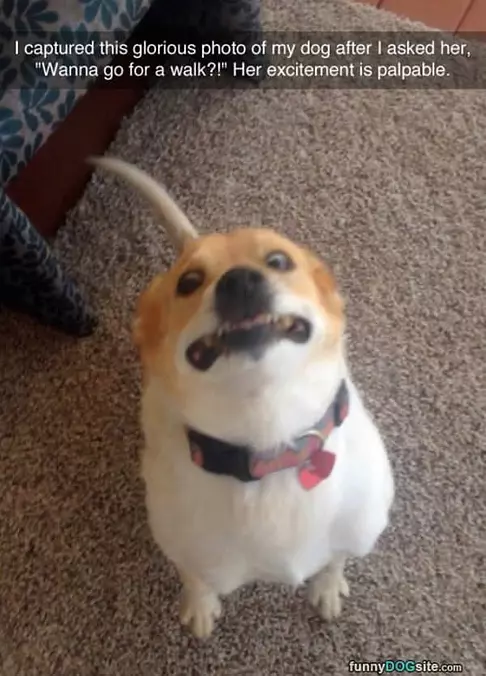 Wanna-go-for-a-walk