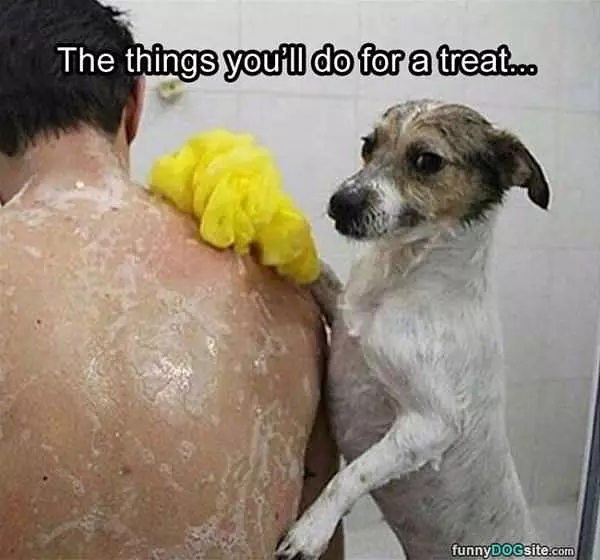 Need A Treat