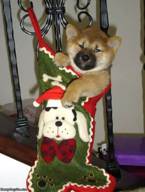 Santa Brought Me