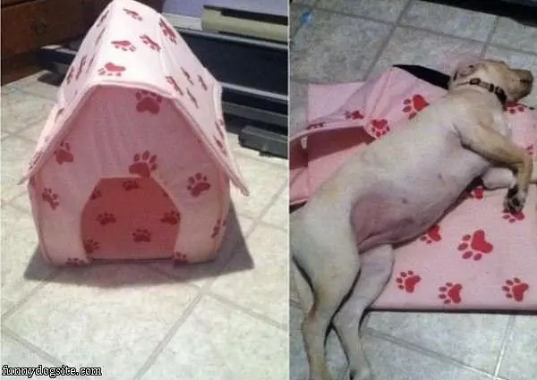 This Dog House