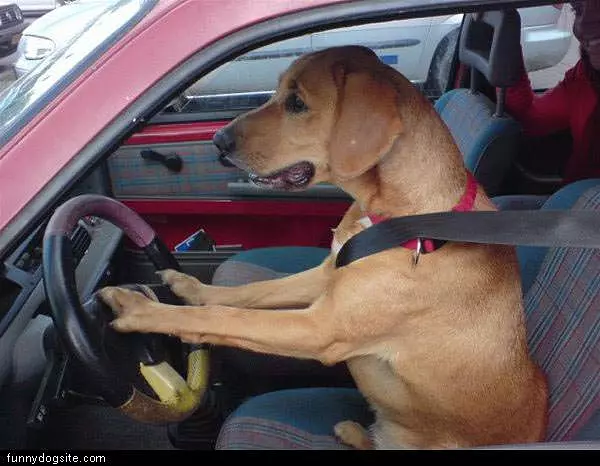 Driving Dog