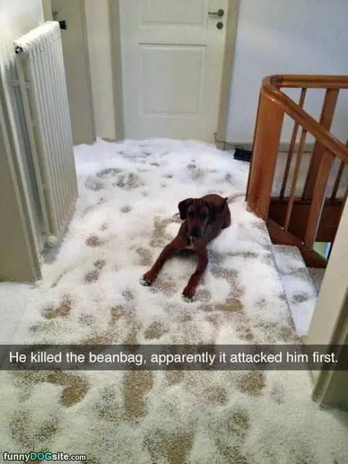 Killed A Beanbag