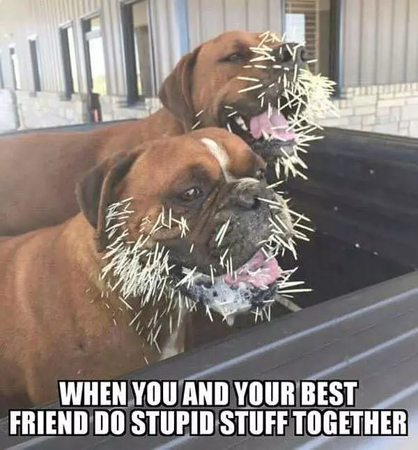 Doing Stupid Things Together