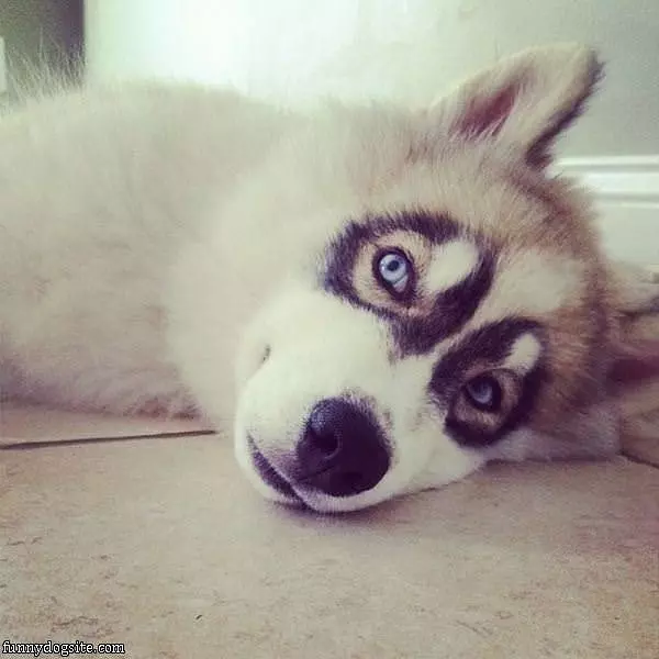 Black Eyes