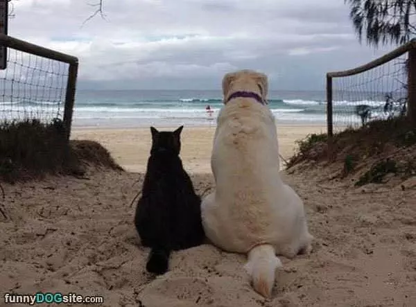 Lifes A Beach