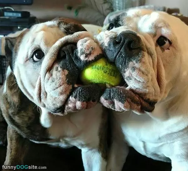 Sharing Fetch