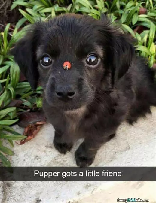 What Is That Thing