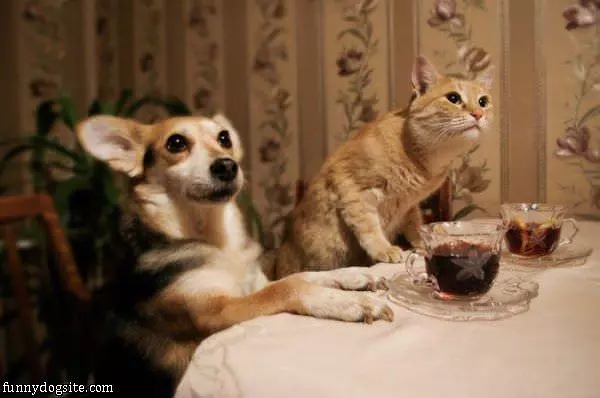 Is Dinner Ready Yet