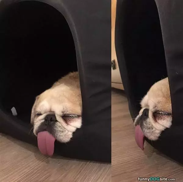 Asleep With My Tongue Out