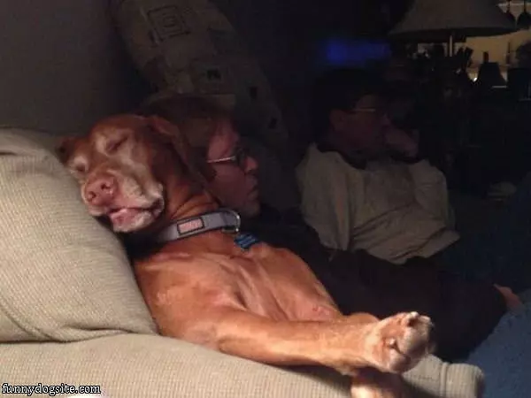 Awesome Sleeping Dog