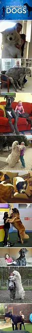 Big Dogs