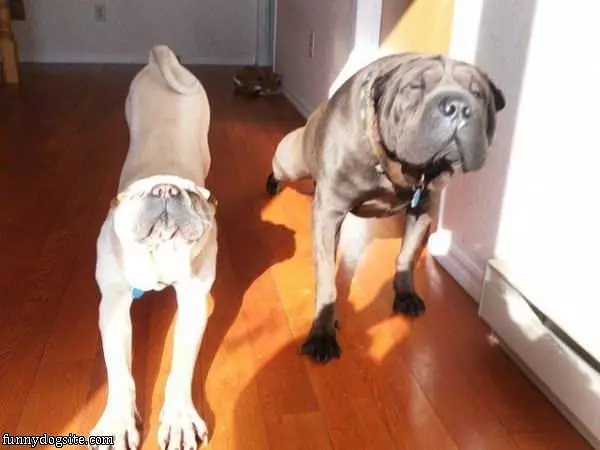 Doggy Yoga