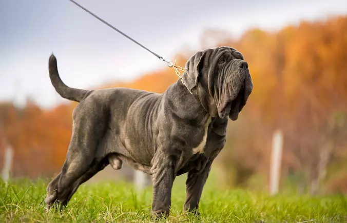 Black Neapolitan Mastiff