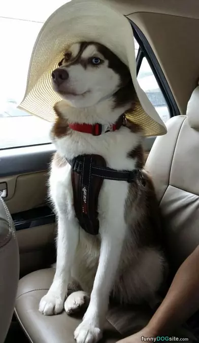 I Has A Hat