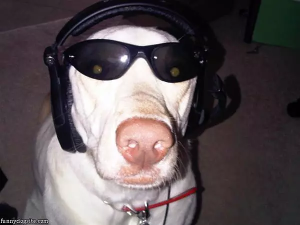 One Cool Dog