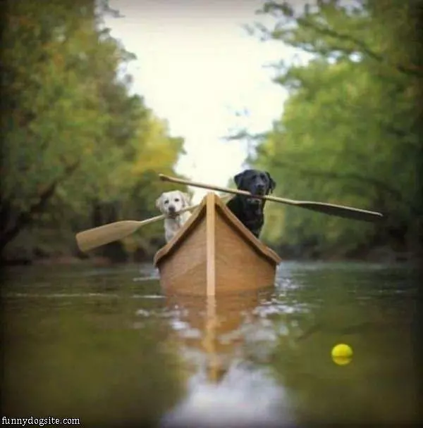 Lets Get That Ball