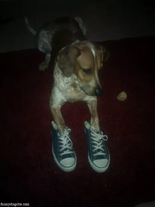 Shoes Too Big
