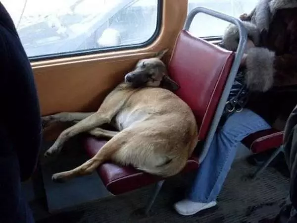 Tired Dog