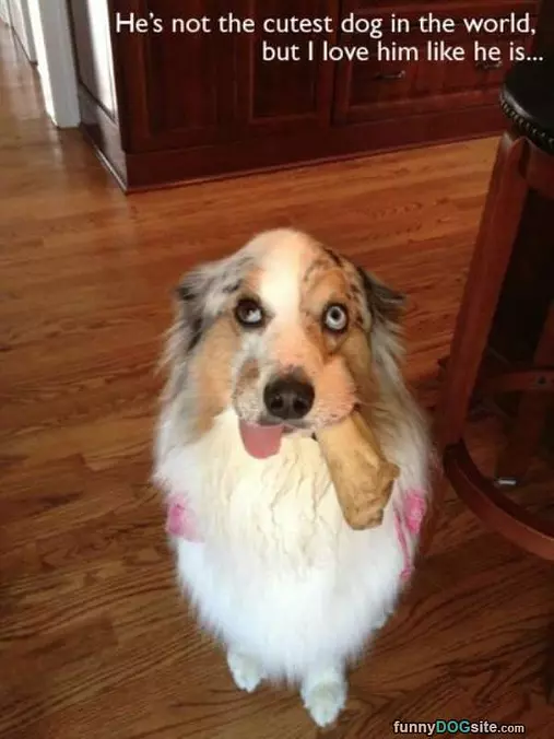 Cutest Dog To Me