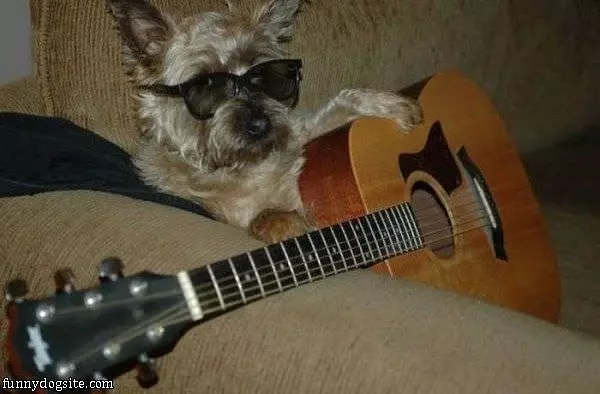 Guitar Solo Dog