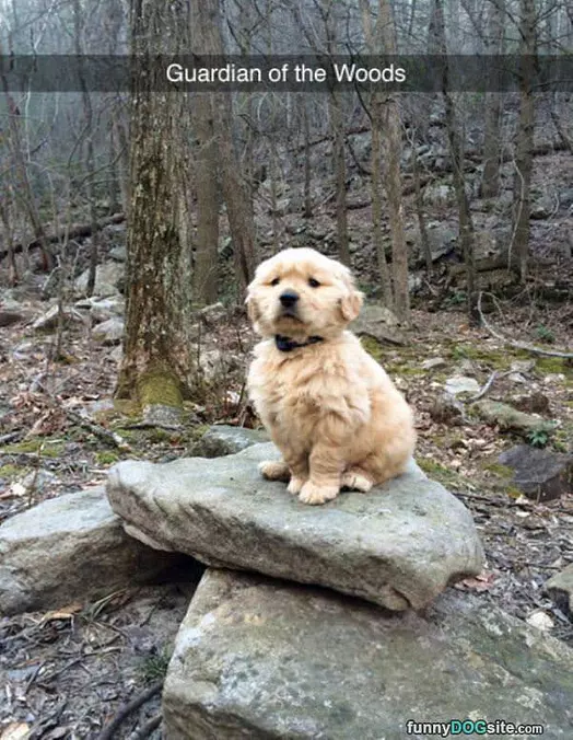 Guardian Of The Woods