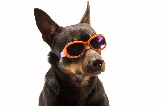 Funny Australian Kelpie