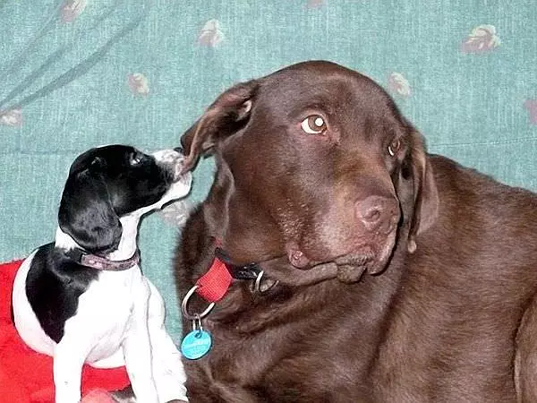 Ear Bite