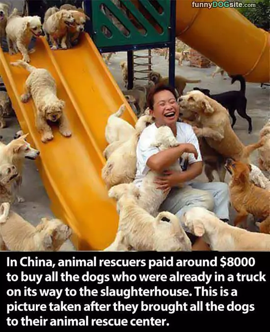 All The Dogs
