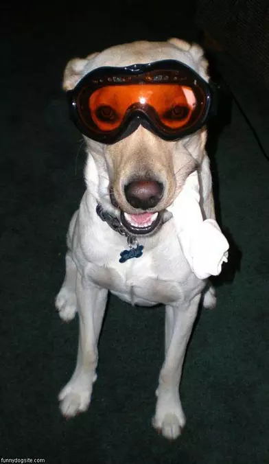 Ski Dog