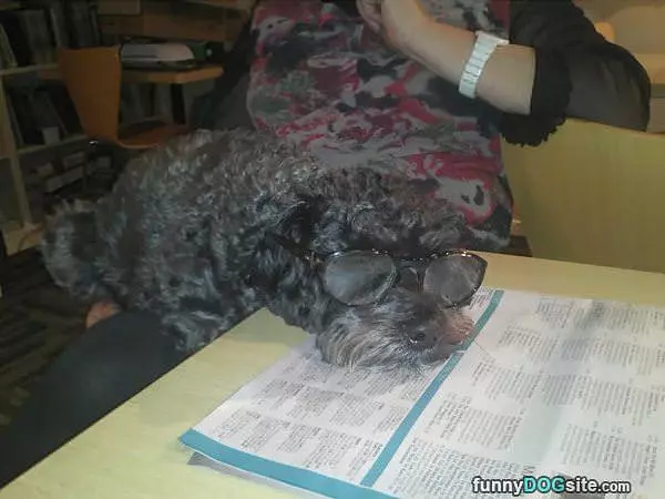Dog Newspaper