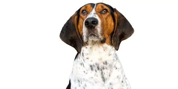 American English Coonhound