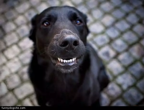 Lab Smile