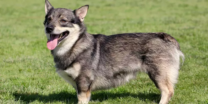 Swedish Vallhund dog