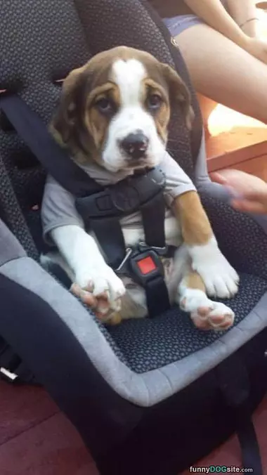 Buckled In
