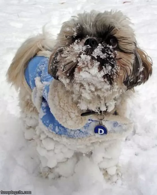 Snowdogg